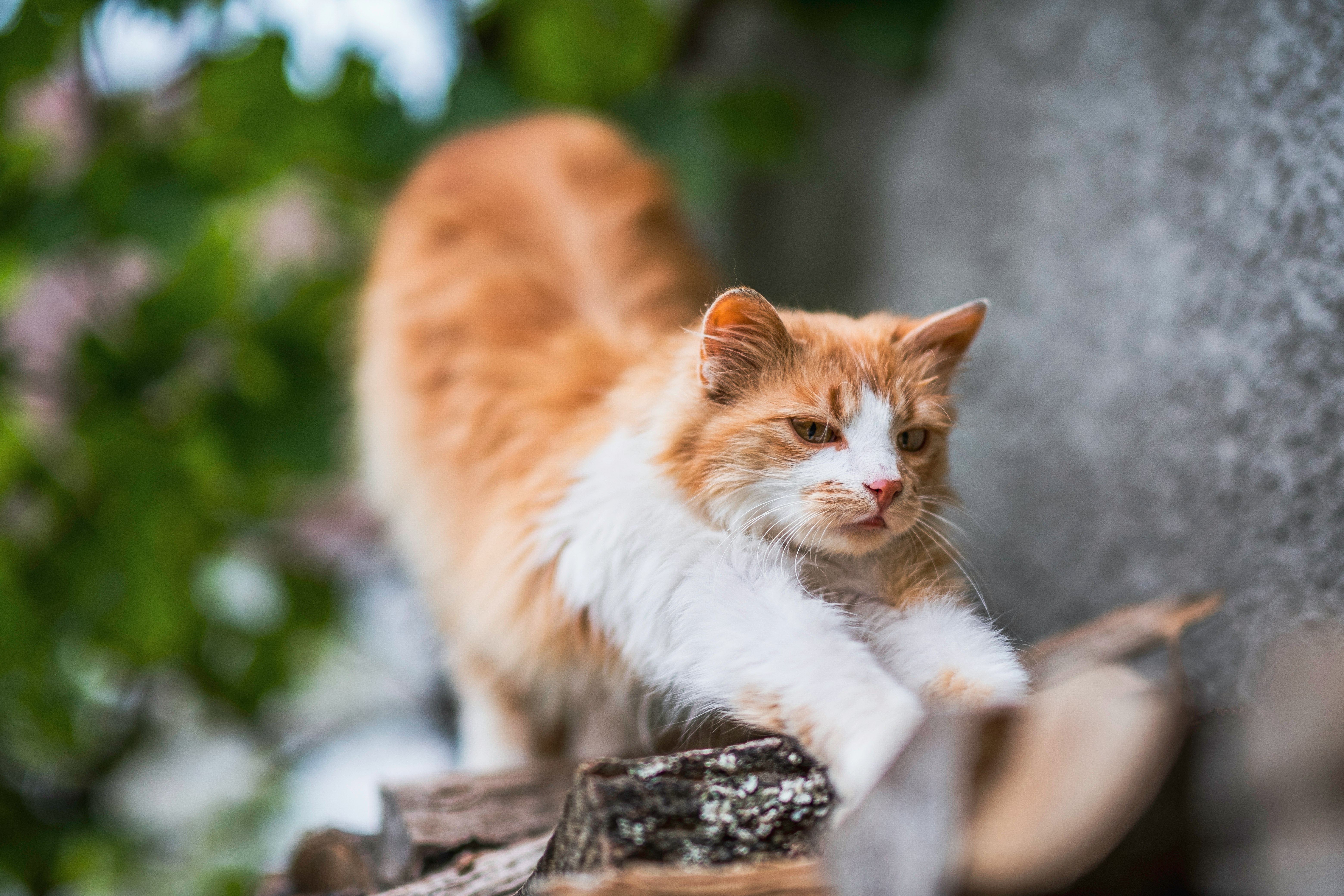 orange and white tabby cat on brown wooden log
